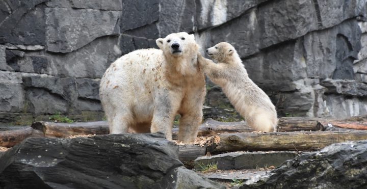 Daily quarantine thought: De-sentimentalizing Motherhood